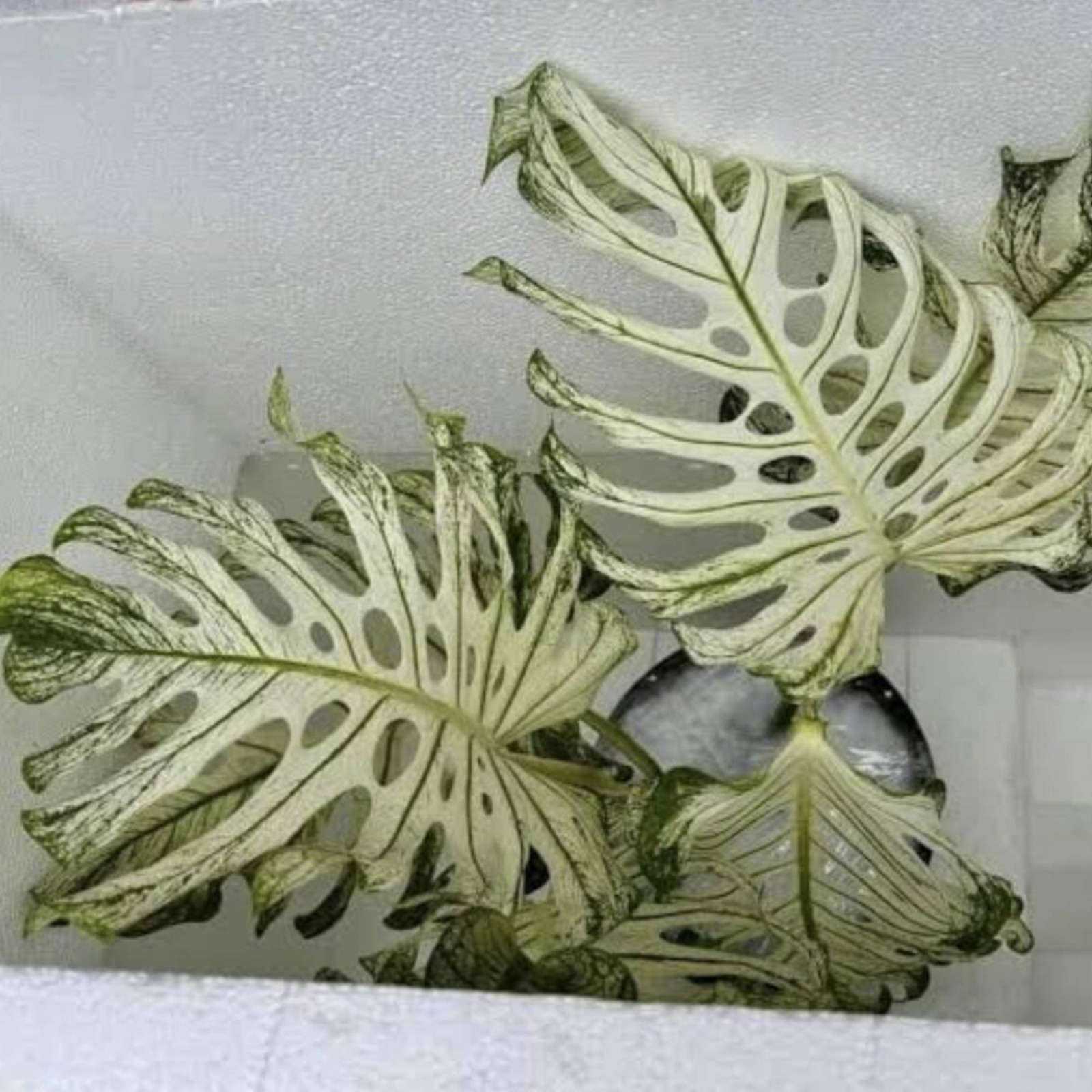 Monstera Devil Monster Albo House Variegated Rare Tropical Starter Plant Cutting