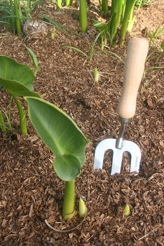 Weeding Fork Hand Garden Tool Stainless Steel Wood Handle Gardening Implement