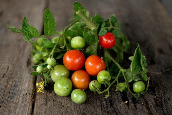 Tiny Tim Tomato Seeds | Heirloom / Non-GMO | Free Shipping | Seed Store | 1035