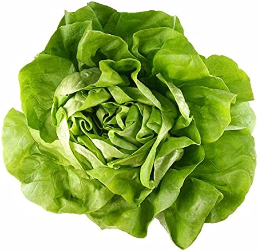 1000 SUMMER BIBB LETTUCE SEEDS ~ heirloomseedguy ~ 2026 ~ NON-GMO
