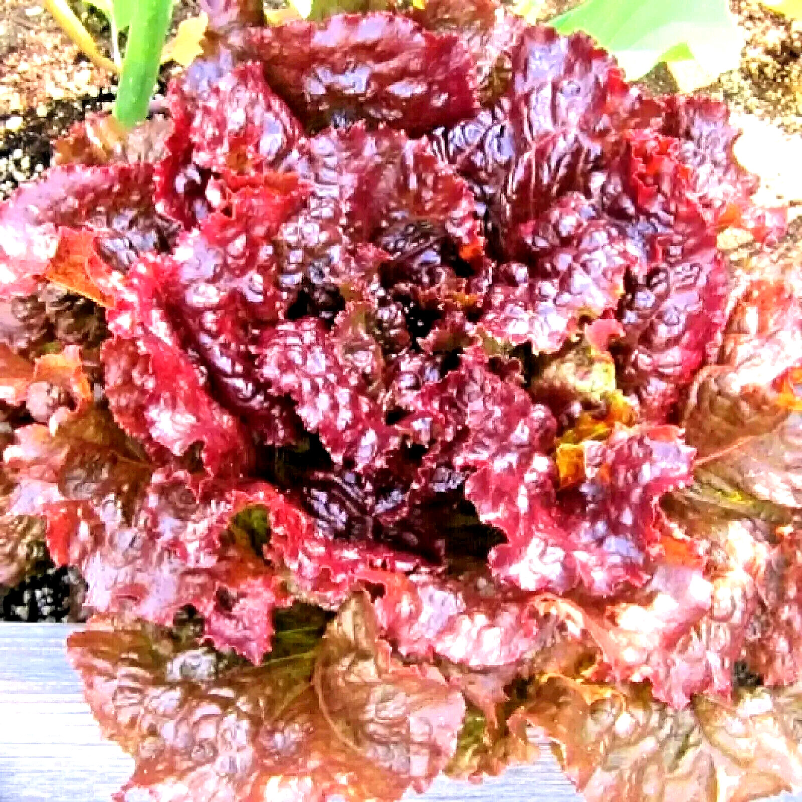 1000+ RUBY LETTUCE SPRING MIX SALADS GARDEN VEGETABLE HARDY HEIRLOOM NON-GMO USA