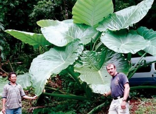 **THAILAND GIANT** Elephant Ear Colocasia Esculenta Starter Plant**USA Seller**