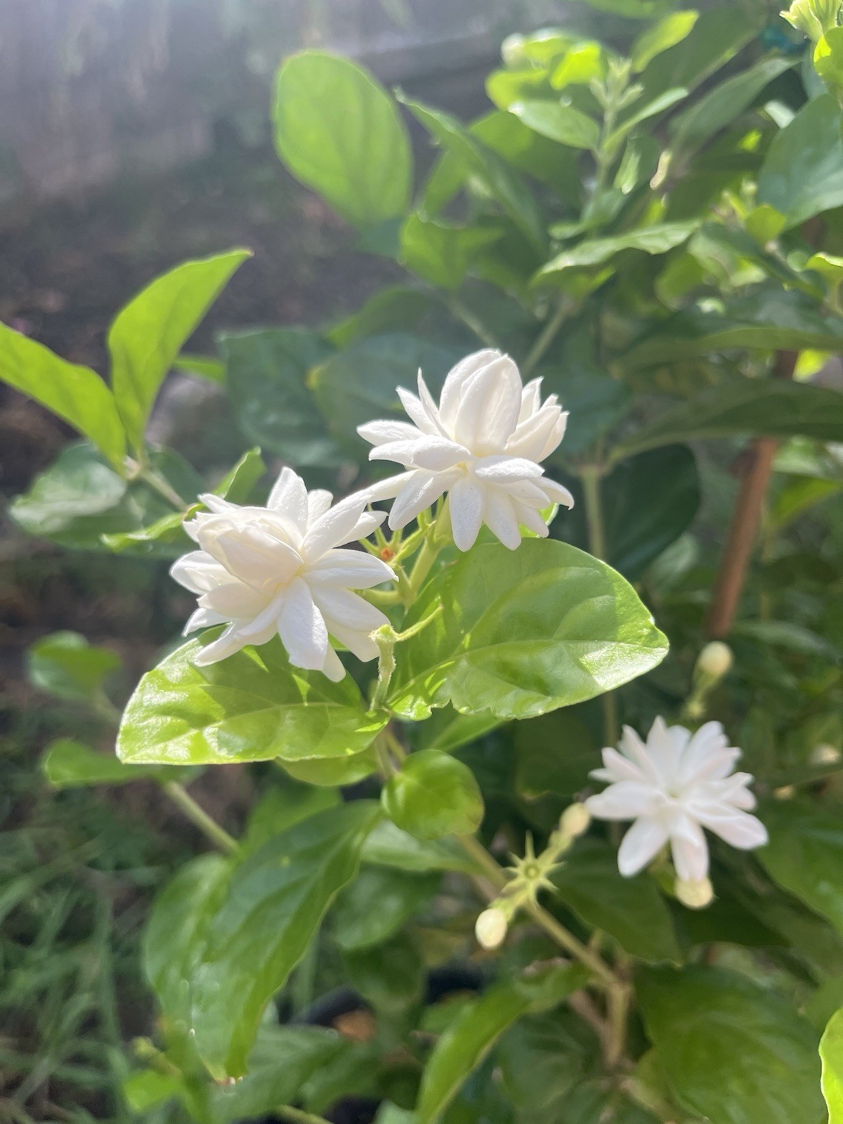 3 Years Old big Size Double Petals Jasmine Fragrant In 3 Gallons Pot 24 In Tall
