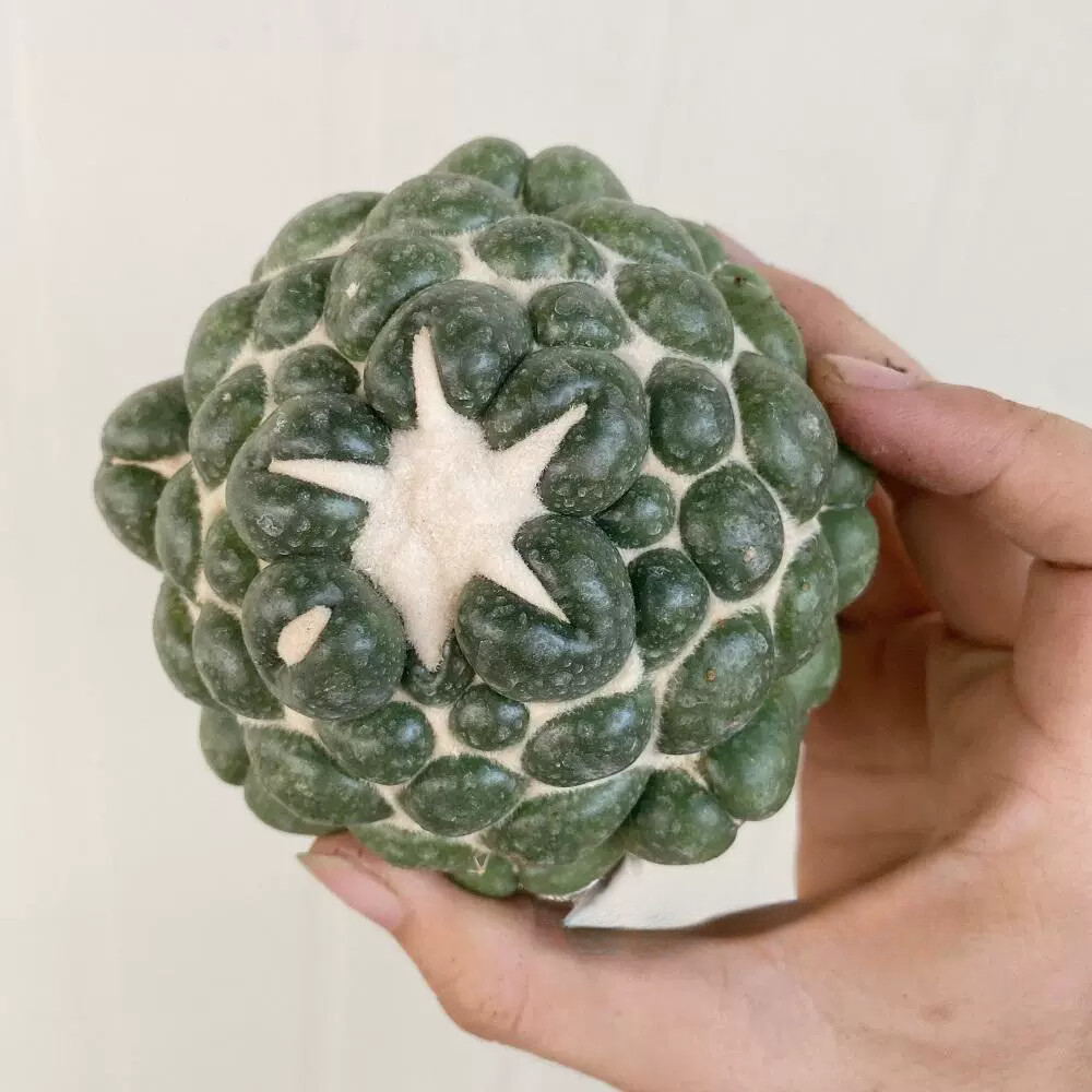 8CM Succulent Cactus Plant Coryphantha Elephantidens Stingless Cactaceae Plant
