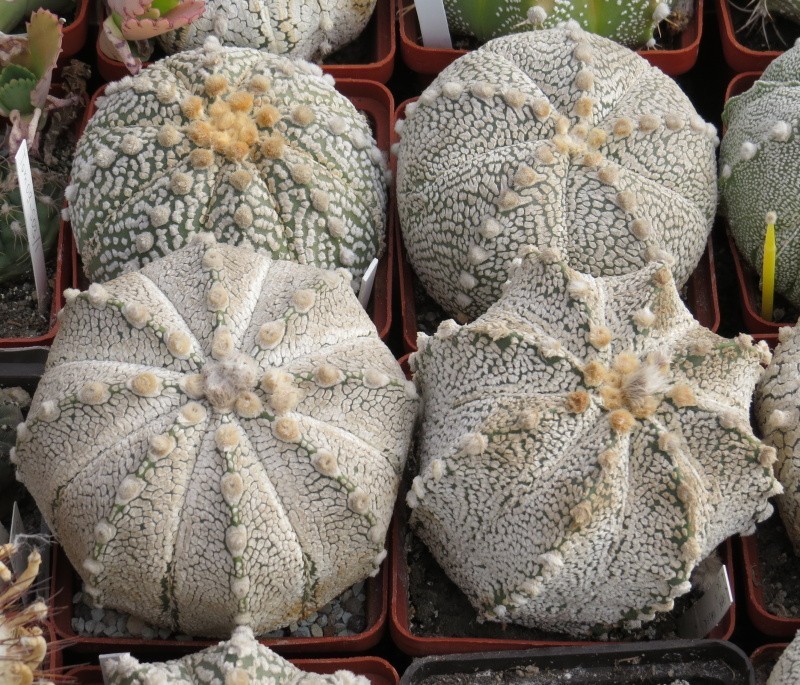 Astrophytum asterias ‘Super Kabuto’ hybrid mix 20seeds harvest 2025