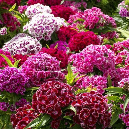 Landscaper’s Pack SHADE Mix Wildflowers Annual Perennial Heirloom 5000 Seeds!
