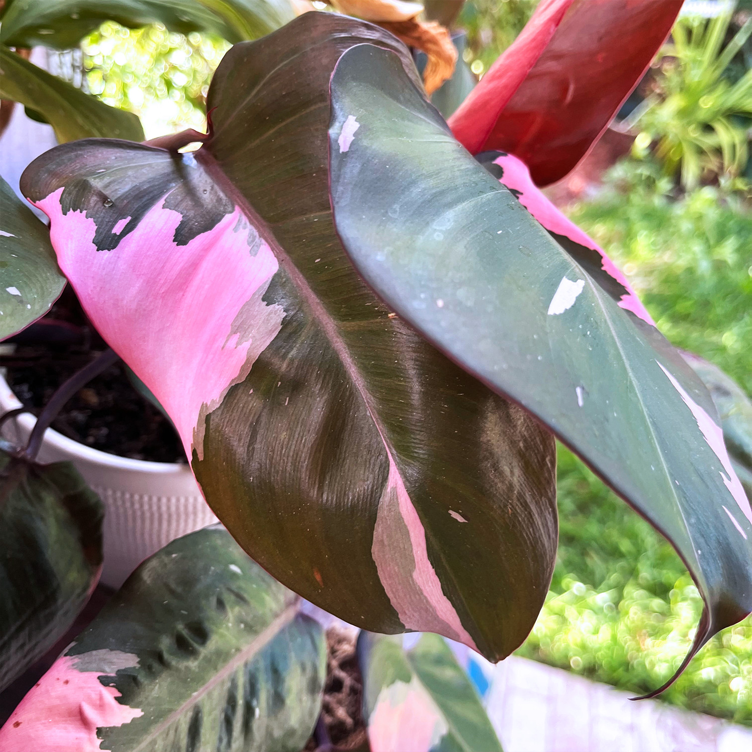 Pink Princess Philodendron Plant – FREE Shipping