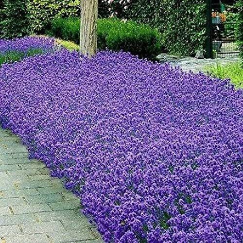 Italian Lavender Seeds | Heirloom – Non-GMO | Free Shipping | Herb Seeds | 1139