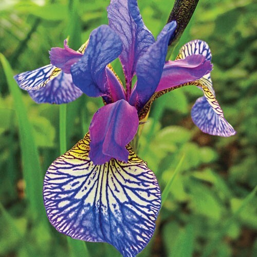 50 Mixed Colors Iris Seeds Much Less Money Than Bulbs