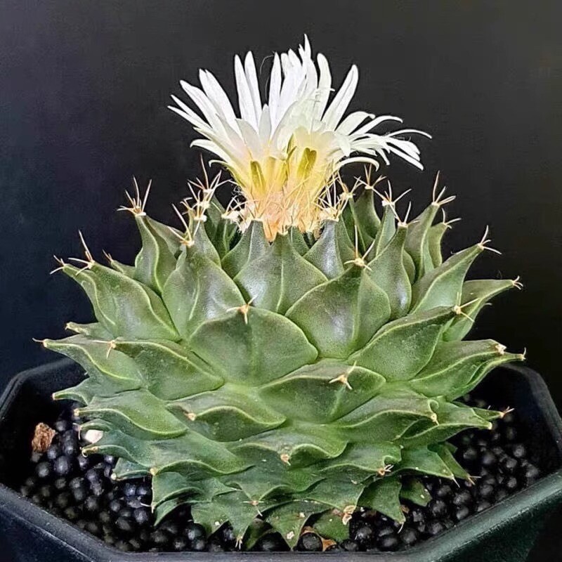 7-8CM Succulent Cactus Plant Obregonia Denegrii Cactaceae Home Garden Beautiful