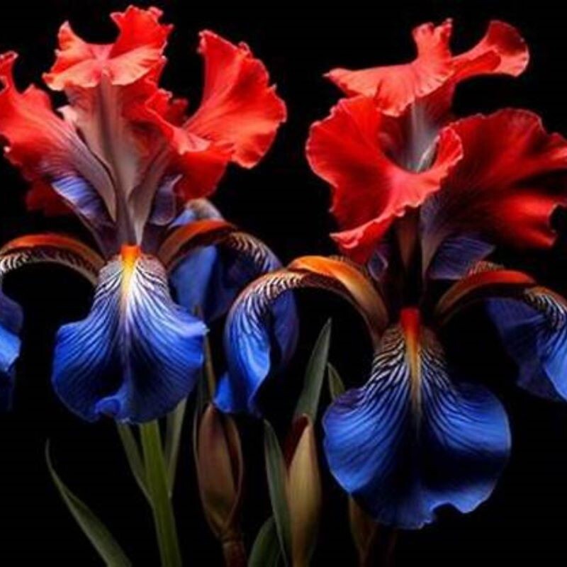 50 Iris Flower Seeds Much Less Money Than Bulbs..