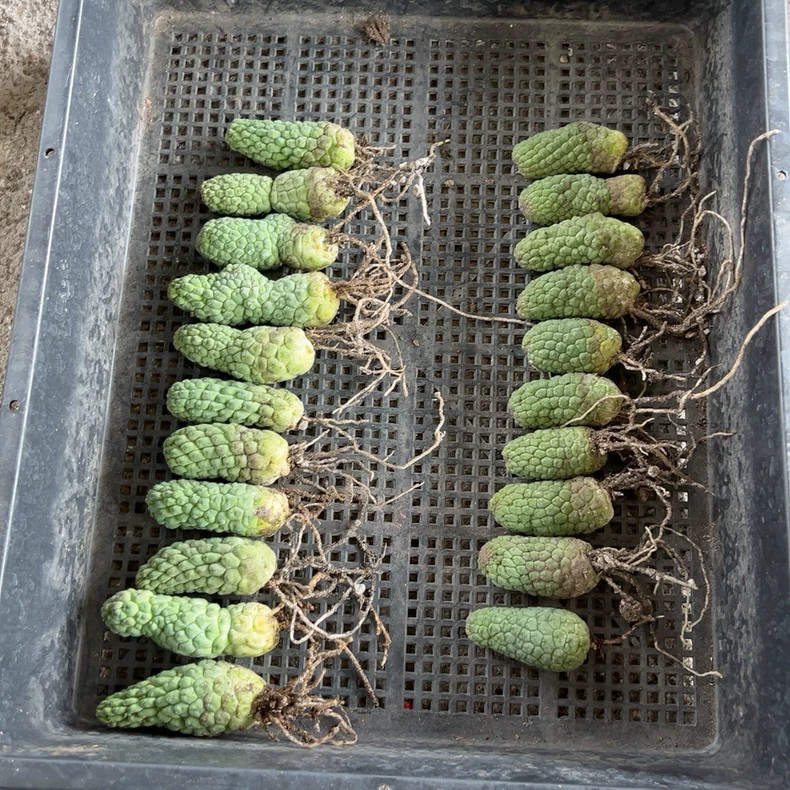 5-6cm 5PCS Cactis Larryleachia cactiformis Cactis Garden