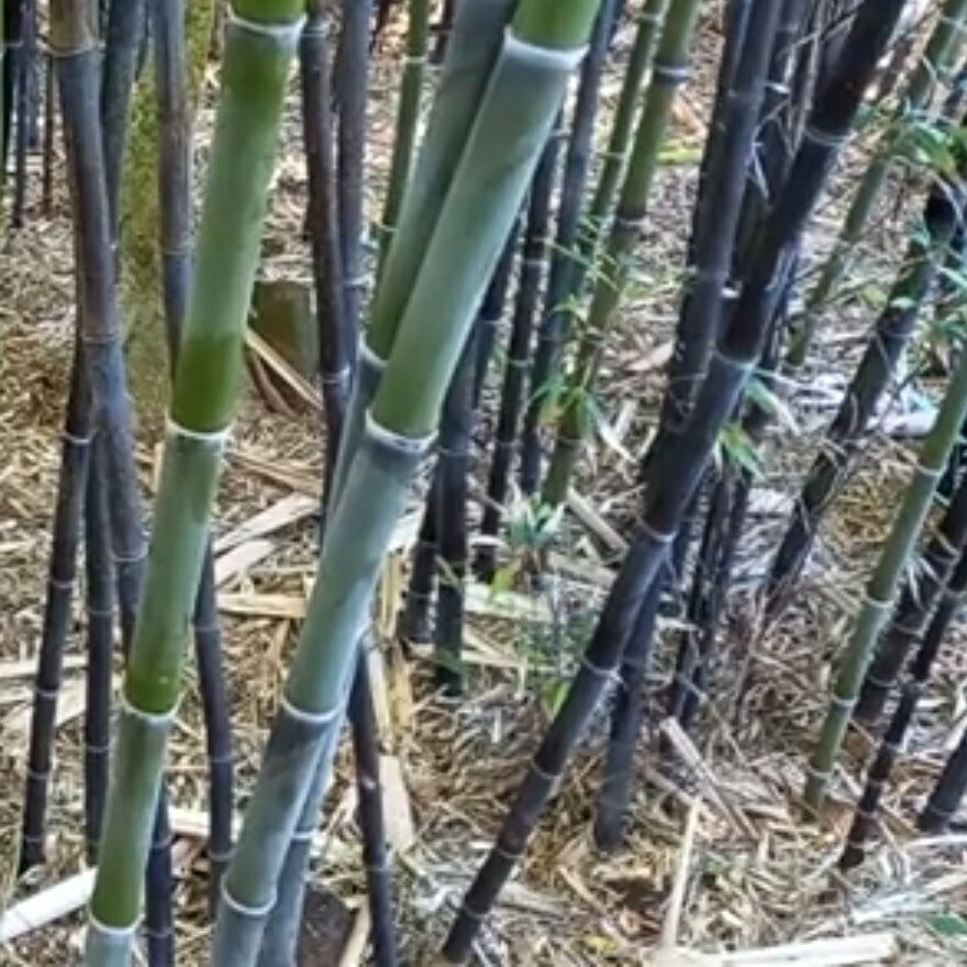 Black Timber Bamboo Nigra Daikokuchiku California Giant Bare Root Plant Rhizome
