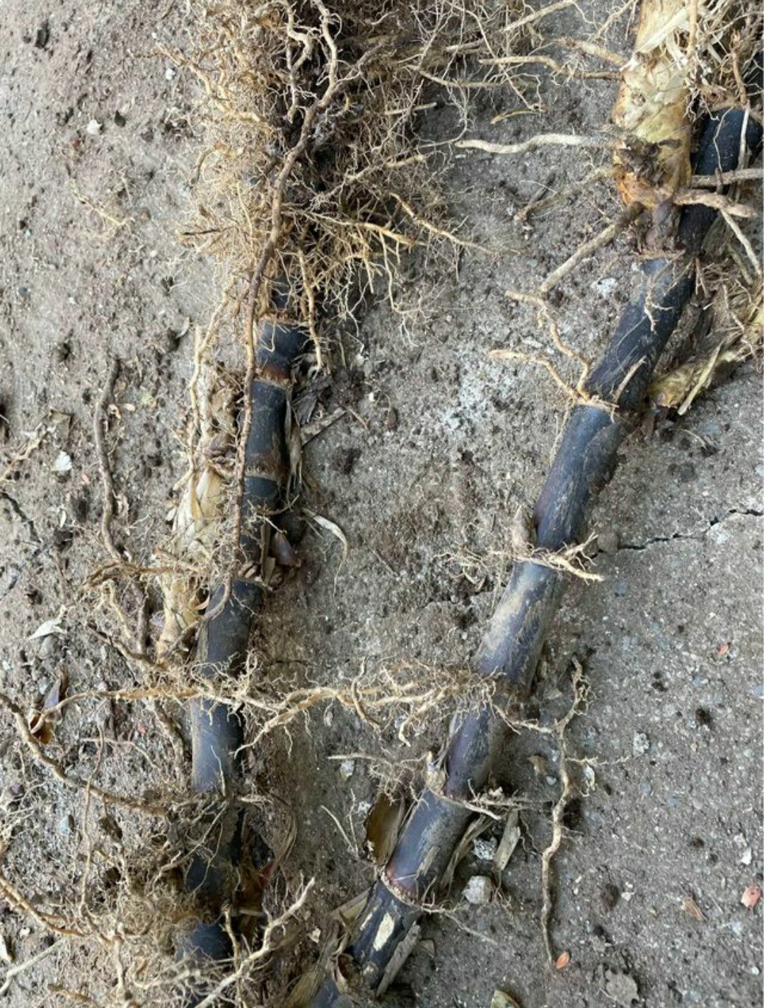 Black Timber Bamboo Nigra Daikokuchiku California Giant Bare Root Plant Rhizome