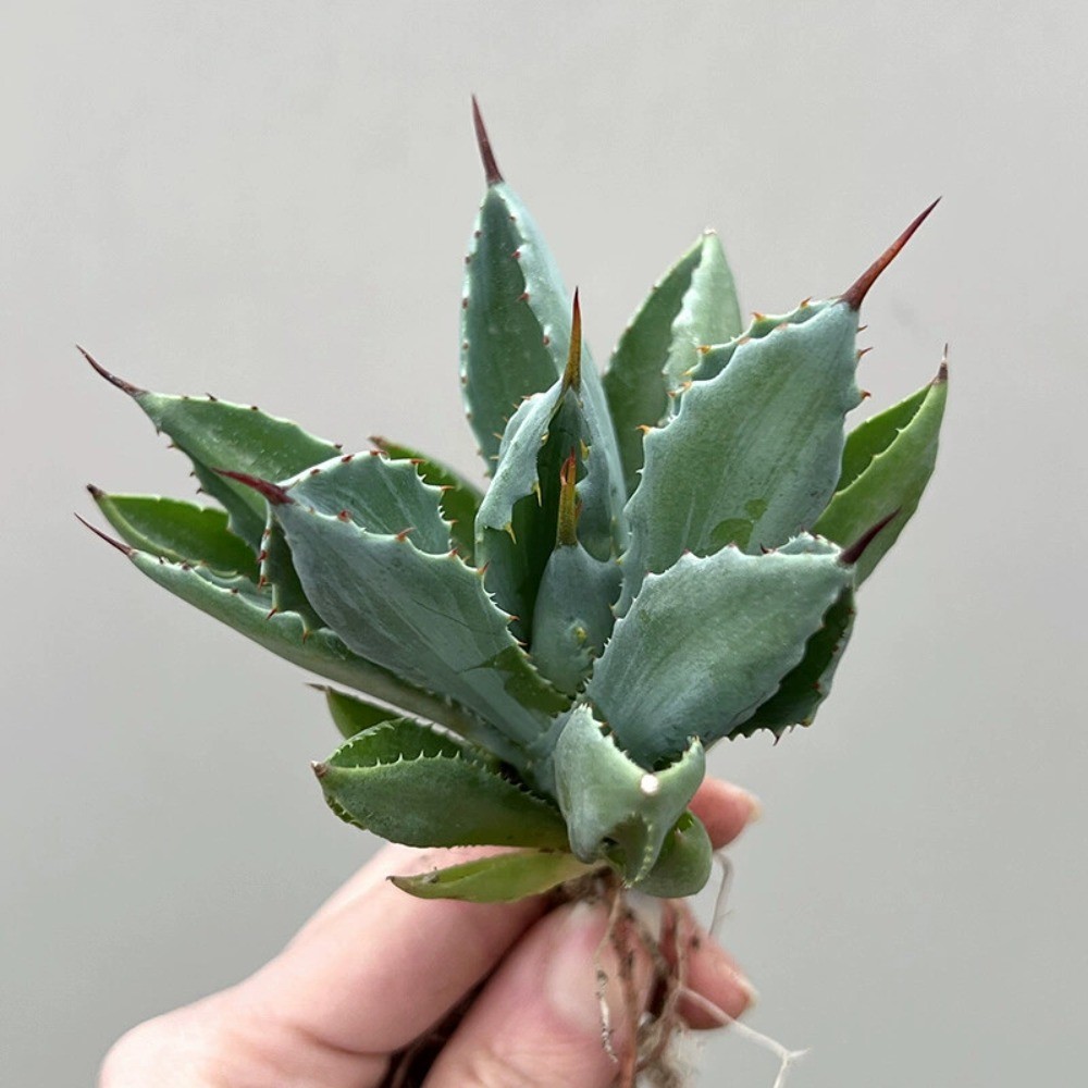 8CM Succulent Agave Plant Agave Potatorum Cv.’Cubic’ Agavaceae Home Garden Plant