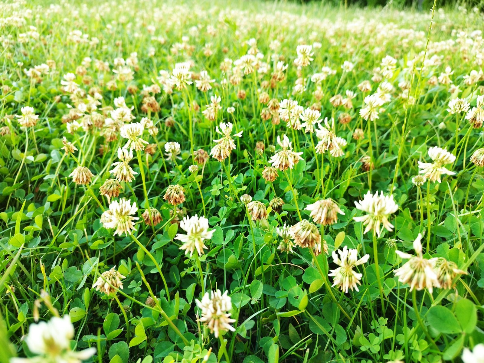 Dutch White Clover Cover Crop Seeds – NON-GMO – Heirloom Lawn Alternative
