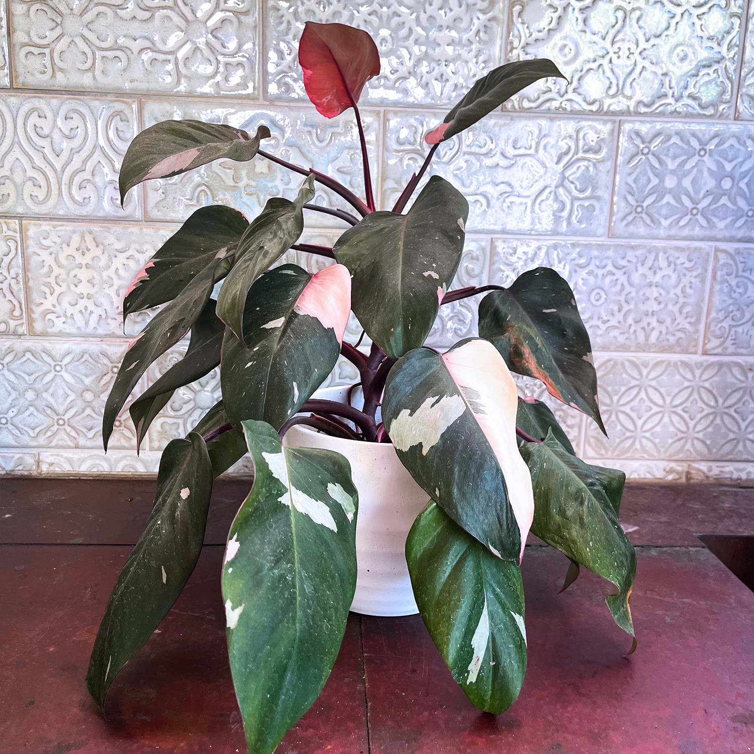 Pink Princess Philodendron Plant – FREE Shipping