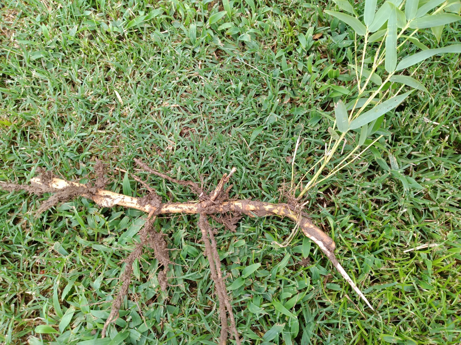 Fall Special MOSO Live Bamboo Root 6pc per order, 5 inches or longer each.