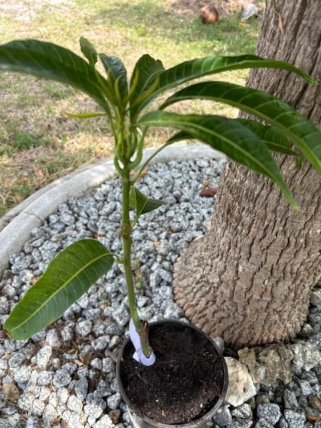 GRAFTED (SUPER RARE) THAI PURPLE NAM DOC MAI/SI MEUANG 12″ OR MORE TALL
