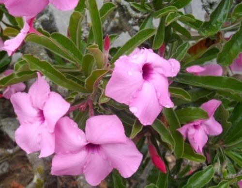 Adenium Swazicum ( Summer Impala Lily ) 1 Year Old Plant, Plus 2 bonus plants!