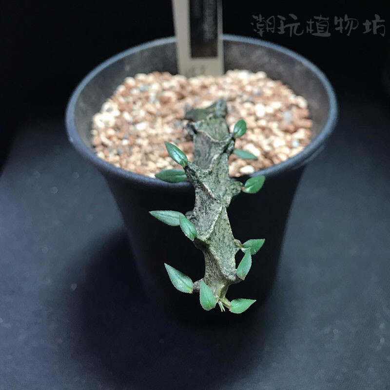Succulent Plant Ceropegia Armandii Asclepiadaceae Home Garden Plants Height 5cm