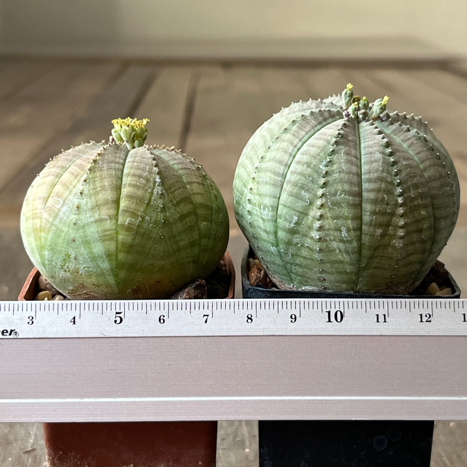 A42-2064 Euphorbia obesa pair M+F, own root