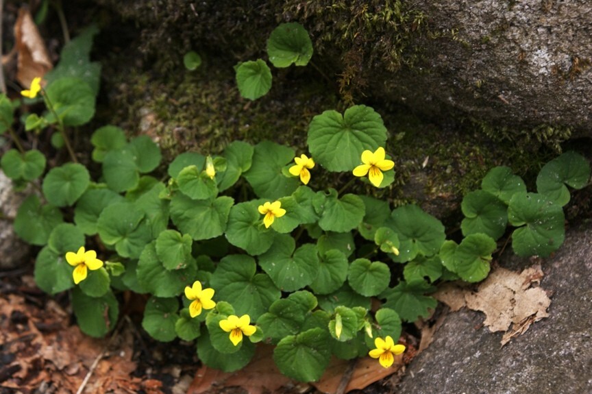 Yellow Violets (Viola Rotundifolia) | Bare-root