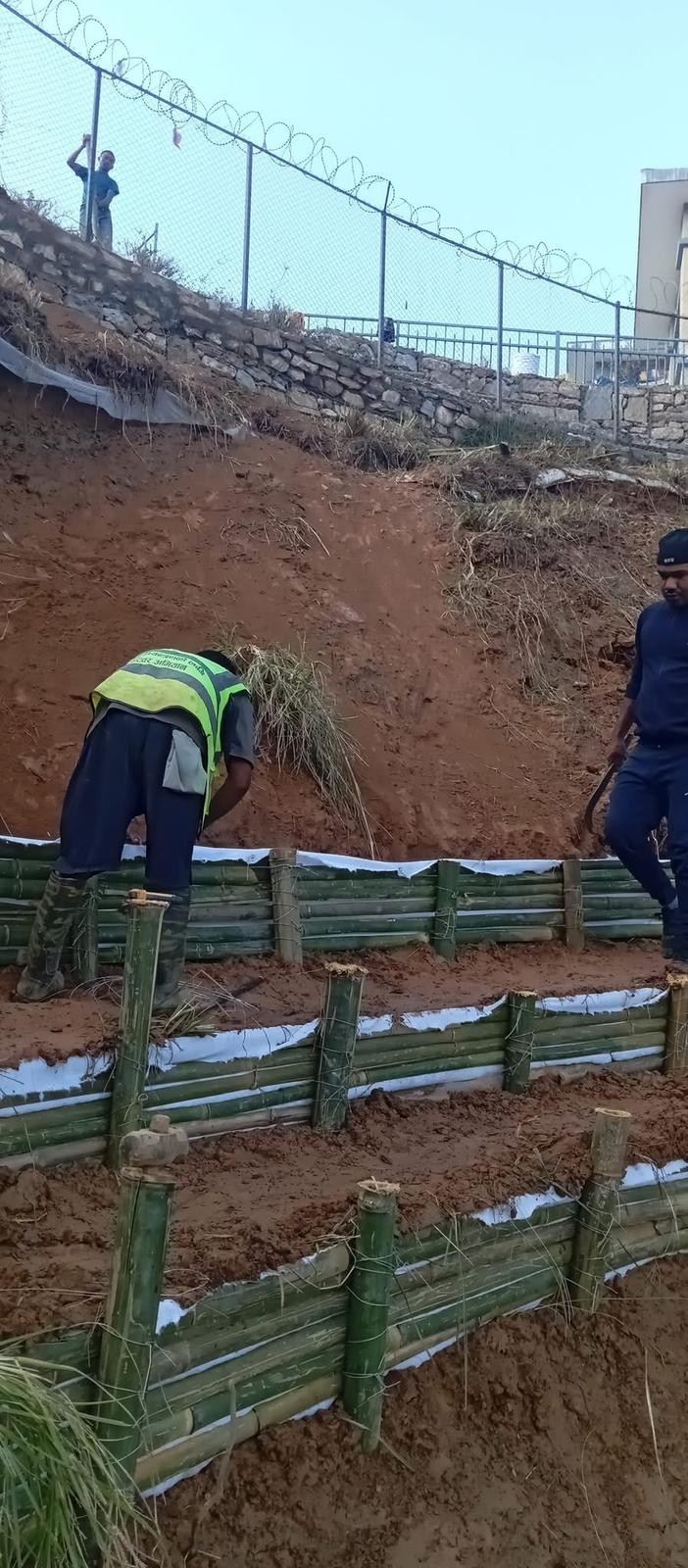 Vetiver live plant for EROSION CONTROL