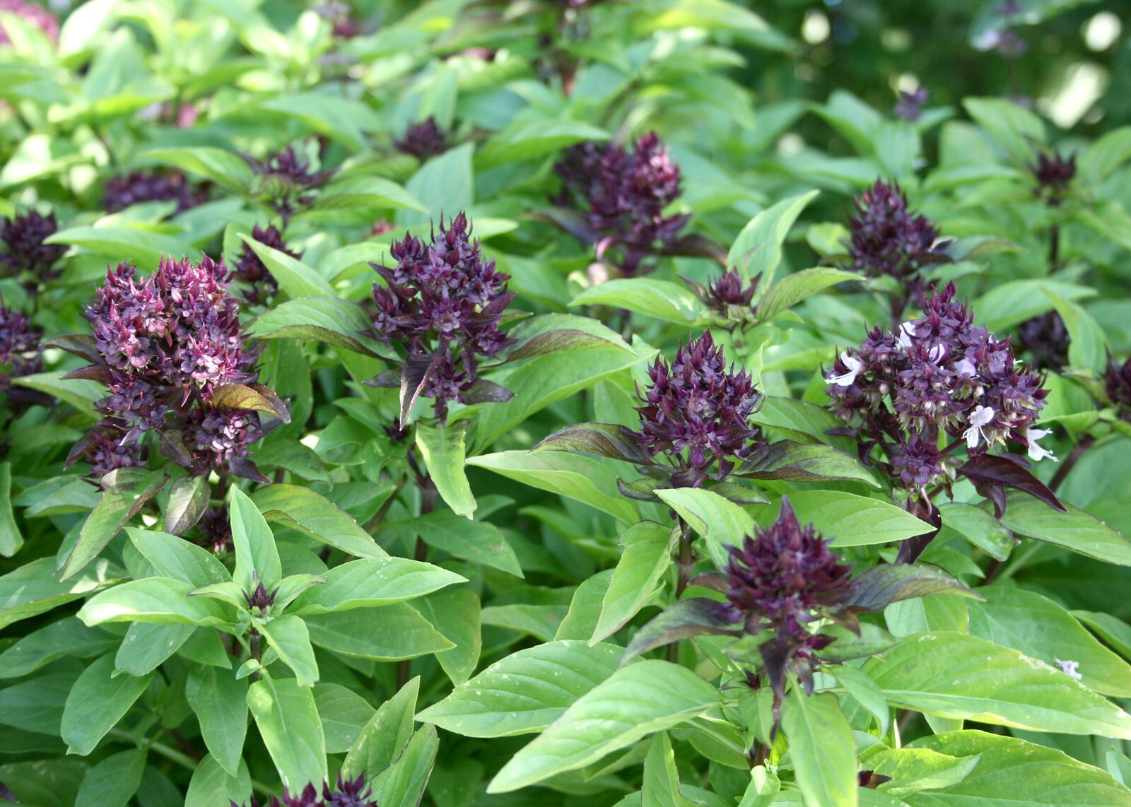 Siam Queen Thai Basil Seeds, NON-GMO, Clove Scent & Flavor, Best Thai, FREE SHIP