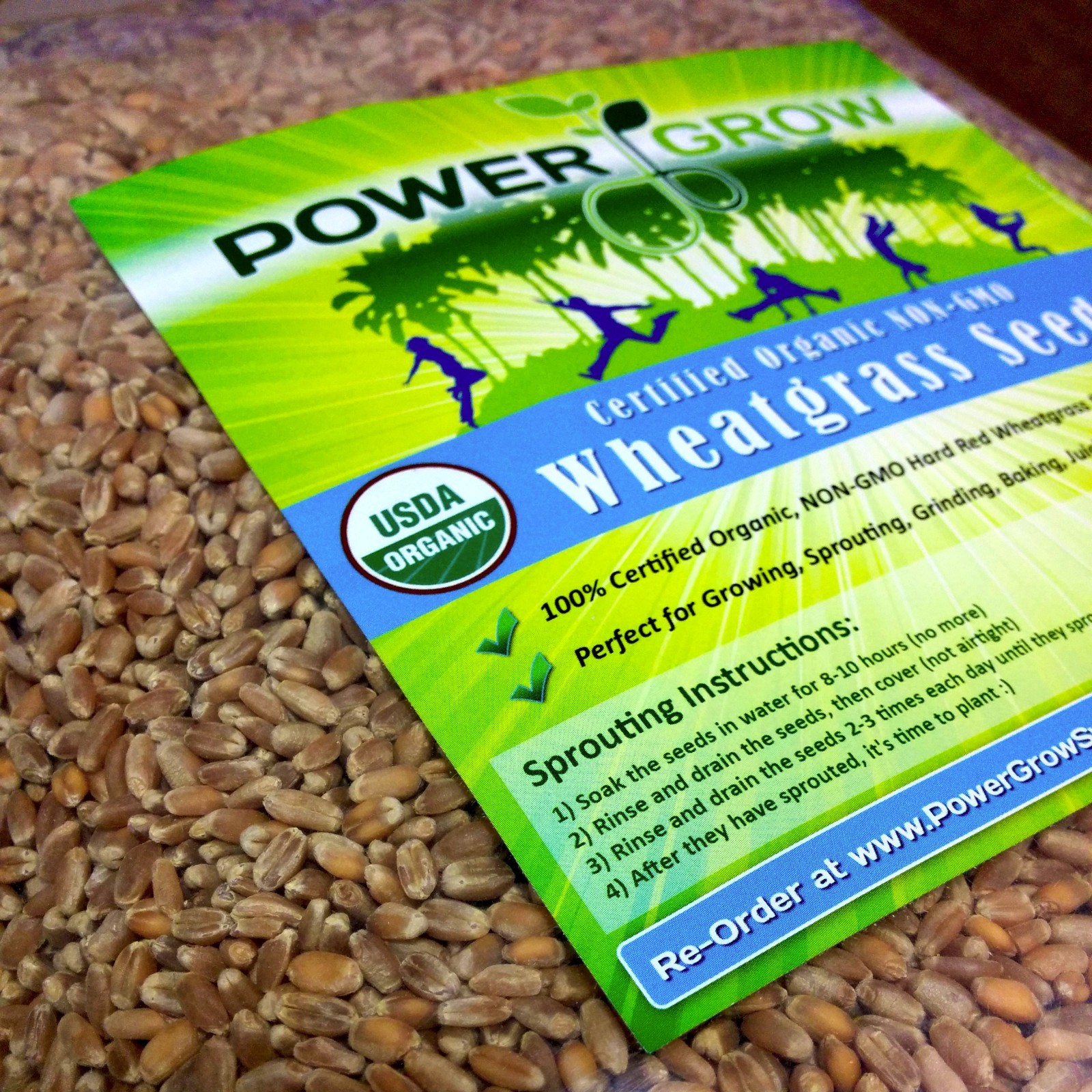 Wheat Grass / Cat Grass Seeds ~ Certified USDA Organic Amounts up to 50 LBS BULK