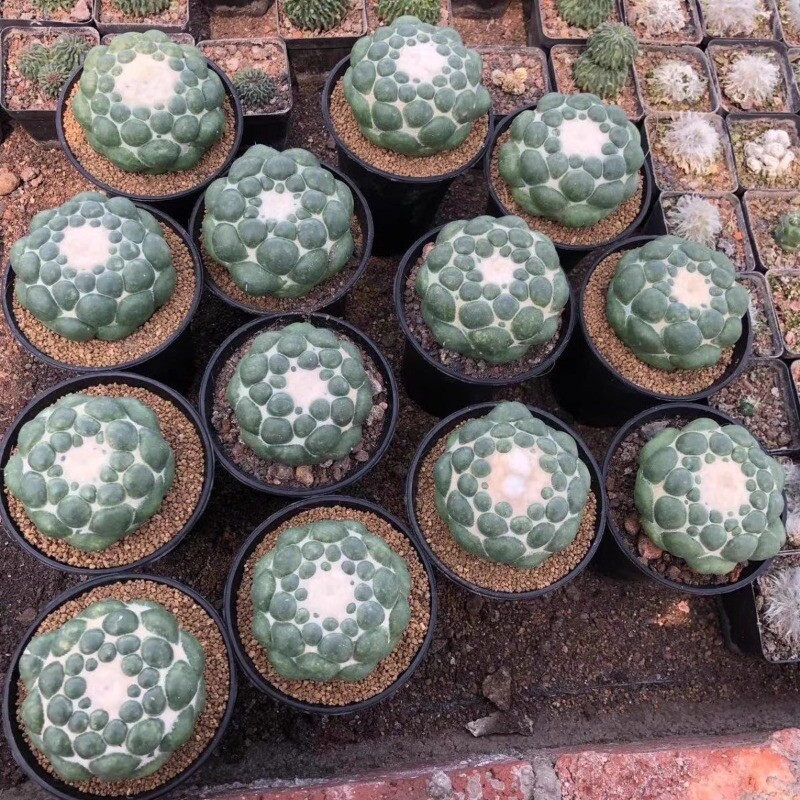 8CM Succulent Cactus Plant Coryphantha Elephantidens Stingless Cactaceae Plant