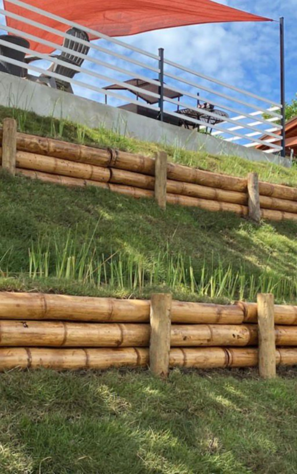 Vetiver live plant for EROSION CONTROL
