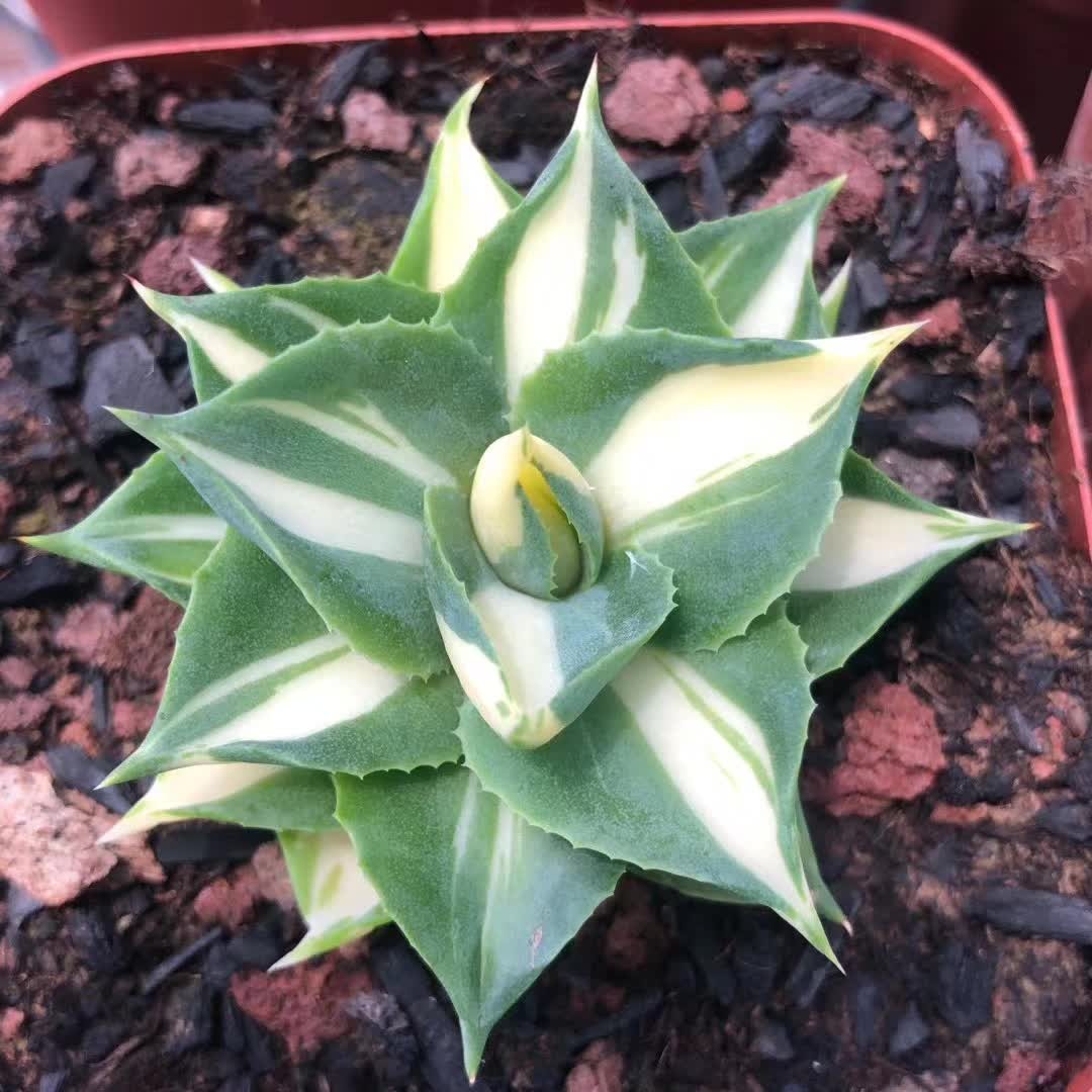 4-5CM Succulent Plant var.Verschaffeltii Compacta Agavaceae Agave Potatorum