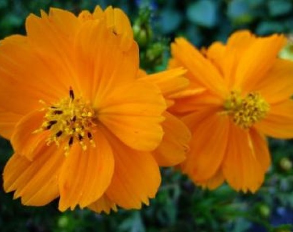 COSMOS TALL ORANGE 30 FRESH FLOWER SEEDS FREE USA SHIPPING