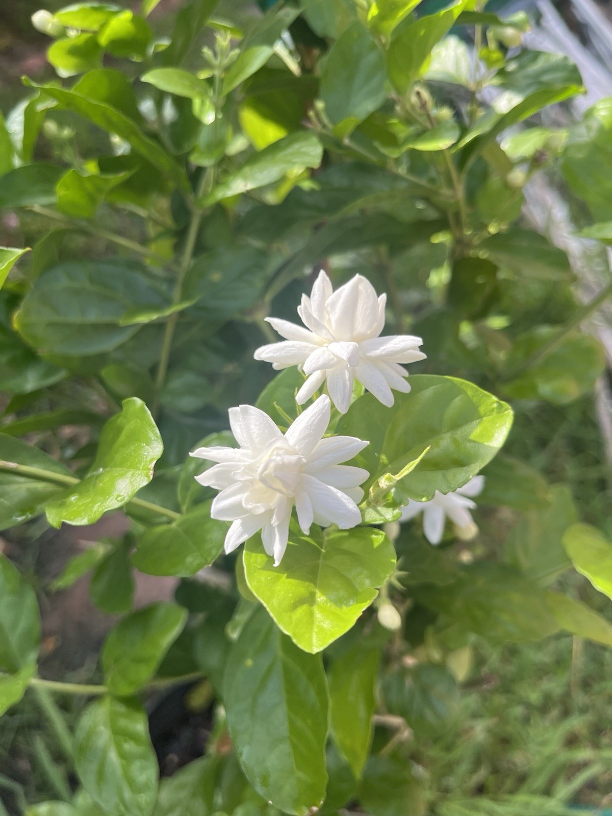 3 Years Old big Size Double Petals Jasmine Fragrant In 3 Gallons Pot 24 In Tall