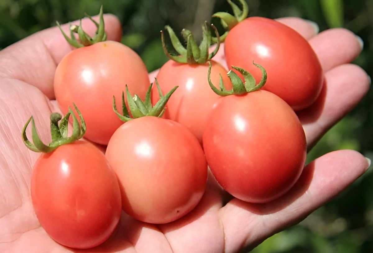 Ultimate Cherry Tomato Seed Combo Pack 500 Seeds 10 Varieties – 50 Each Variety