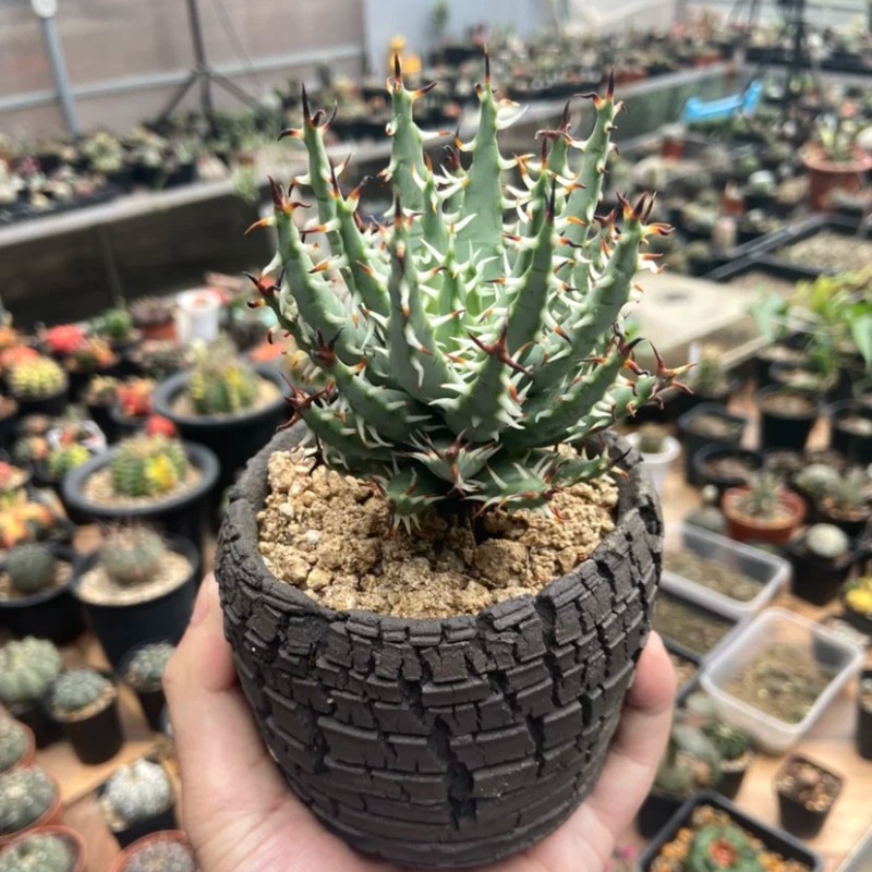 5CM Succulent Aloe Plant Aloe Erinacea Liliaceae Home Garden Beautiful Plant