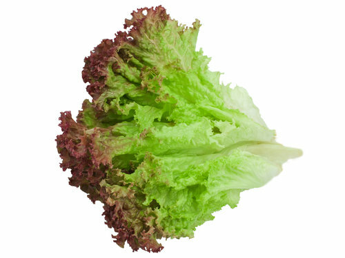1000 PRIZEHEAD LETTUCE SEEDS ~ heirloomseedguy ~ 2026 ~ NON-GMO