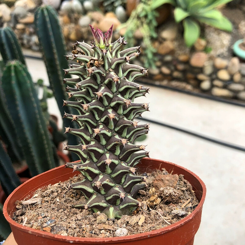 8CM Succulent Cactus Plant Euphorbia Guentheri Euphorbiaceae Home Garden Plant