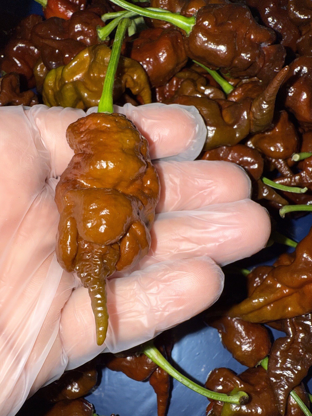 10+ Chocolate Primotali SUPERHOT Organic Pepper Seeds 2025 Harvest Free Shipping