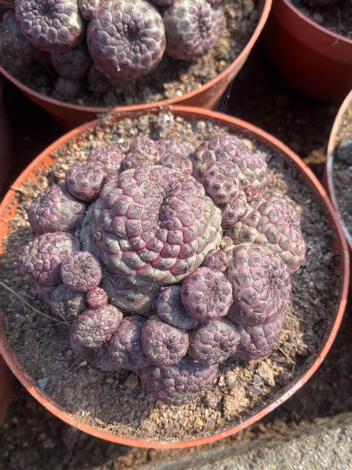 Multi Heads Rebutia rauschii Zecher Succulent Plant Garden Décor Boutique 6-8CM