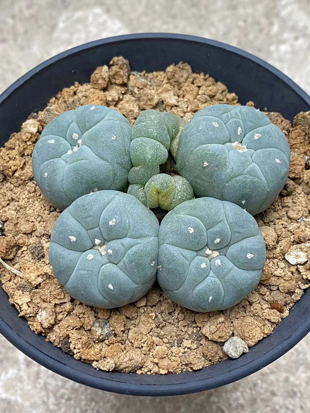 6-8cm cactus Succulent Multiple heads Plant Garden beautiful Plant seedgrowth