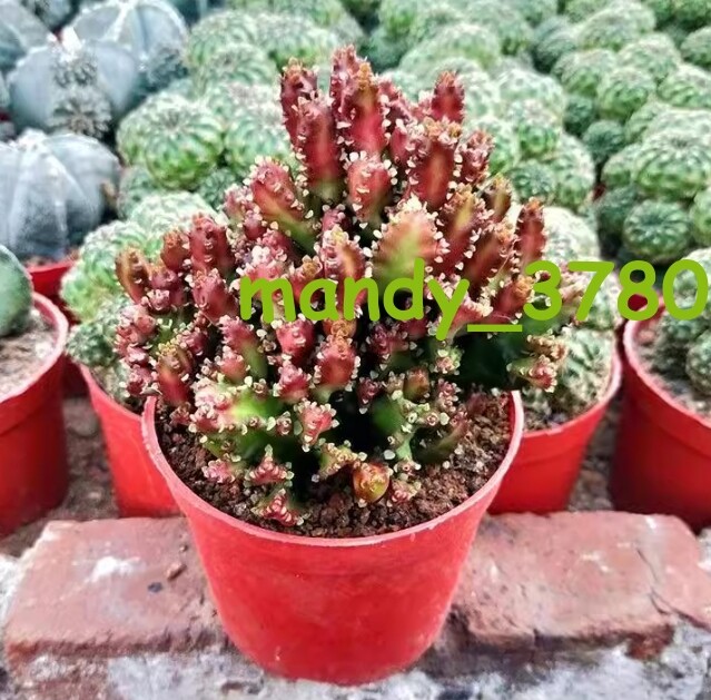 Euphorbiaceae Juss.cactus Succulent potted Home Garden Bonsai plants 8CM