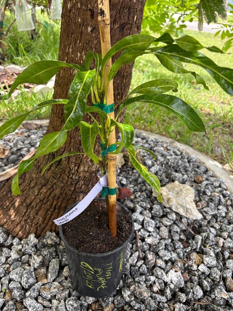 GRAFTED (SUPER RARE) THAI PURPLE NAM DOC MAI/SI MEUANG 12″ OR MORE TALL