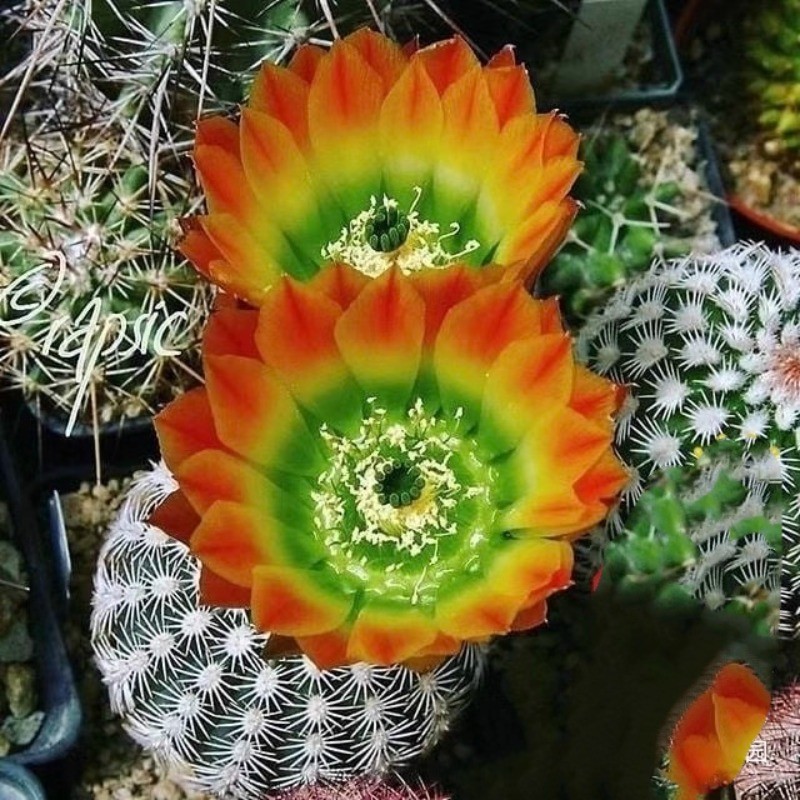 4-5cm Cactus Succulent Plant Echinocereus dasyacanthus ctenoides beautiful Plant