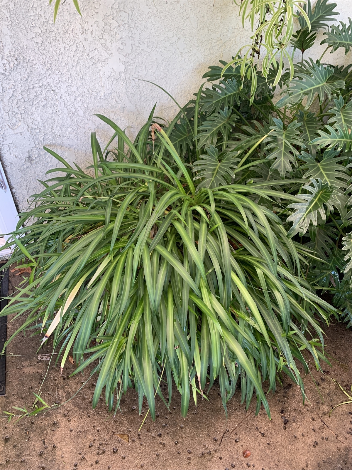 Spider Plant 10 Ready to Root Plants Easy Care Cleans Indoor Air