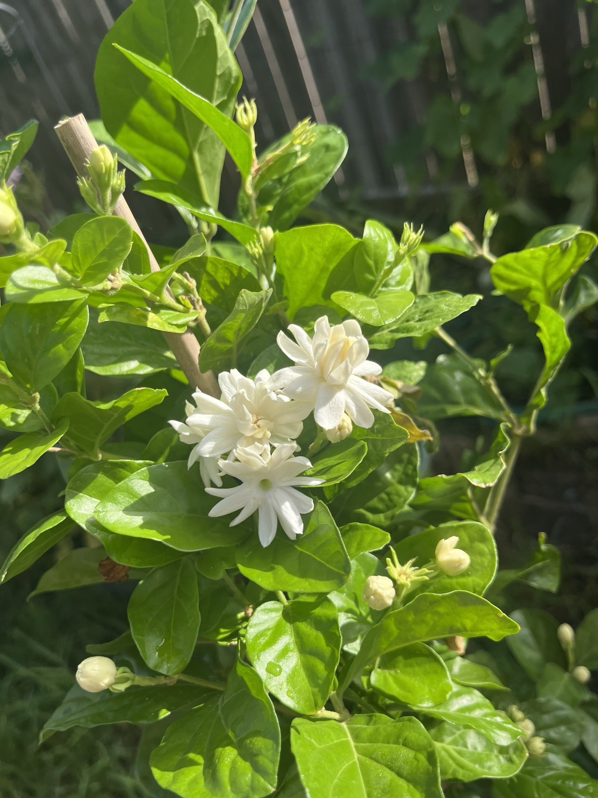 3 Years Old big Size Double Petals Jasmine Fragrant In 3 Gallons Pot 24 In Tall