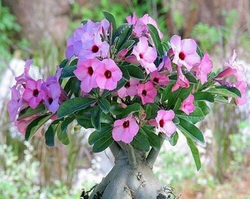 Adenium Swazicum ( Summer Impala Lily ) 1 Year Old Plant, Plus 2 bonus plants!