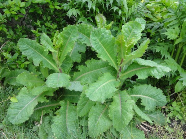 True Wild Lettuce Seeds – Lactuca virosa –