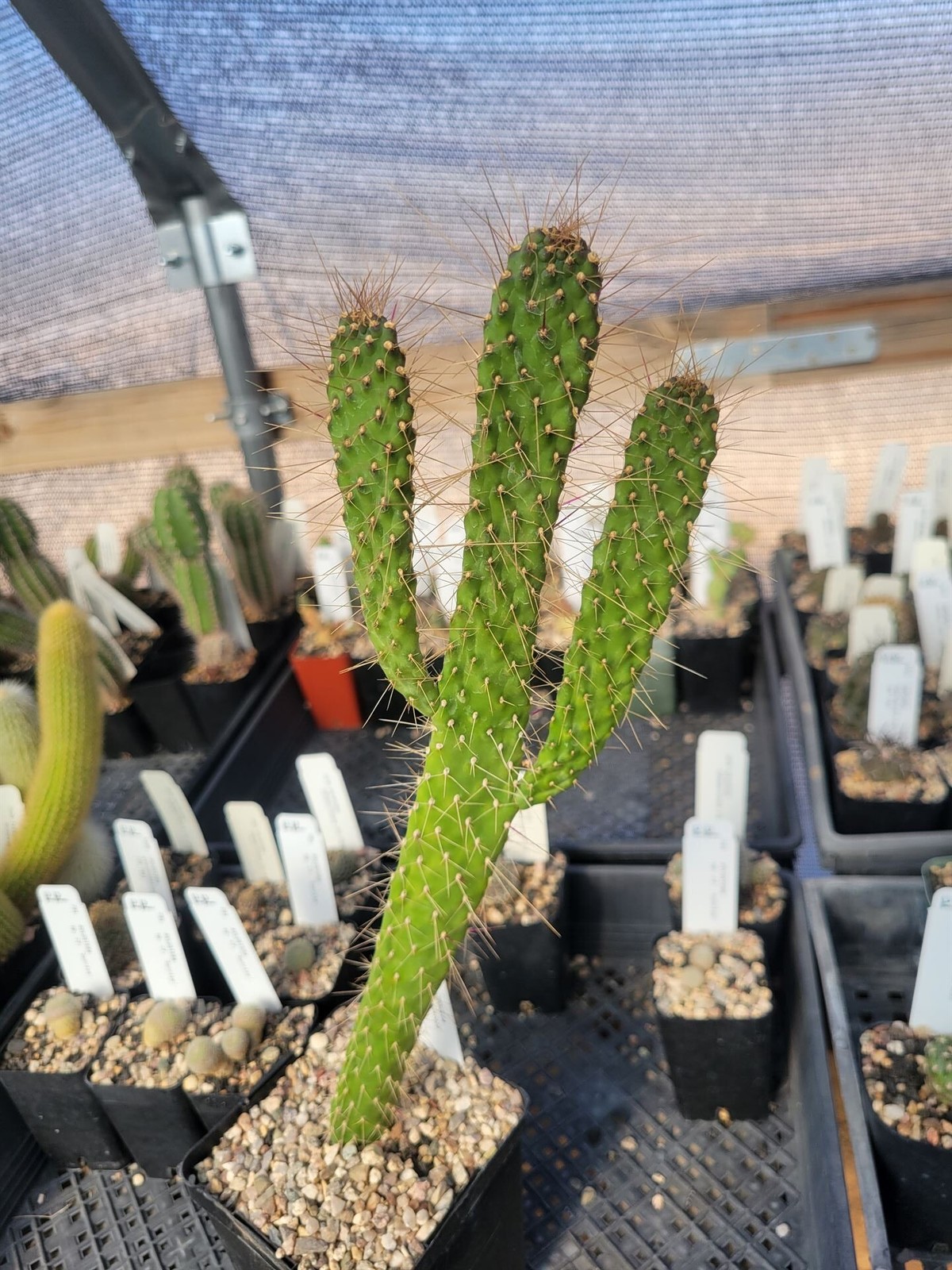 Consolea corallicola (with locality?) (fragile) (see description) (cactus – s…